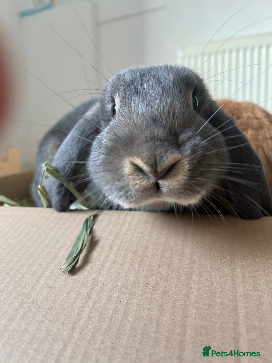 Mini Lion Lop rabbits for sale: Lovely couple Bunnies for rehoming! (Bonded) - Advert 3
