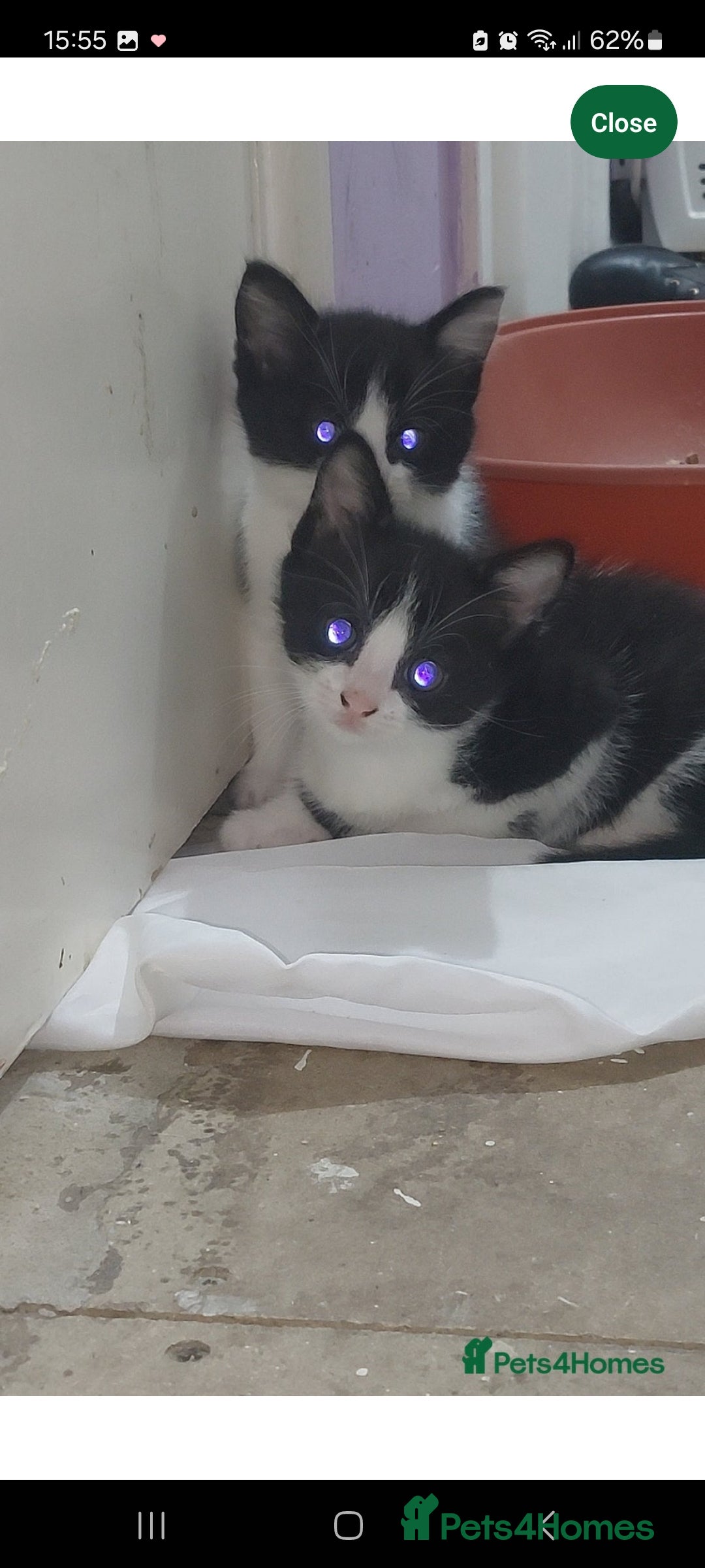 Turkish Van cats for sale: Kittens for sale  - Image 6