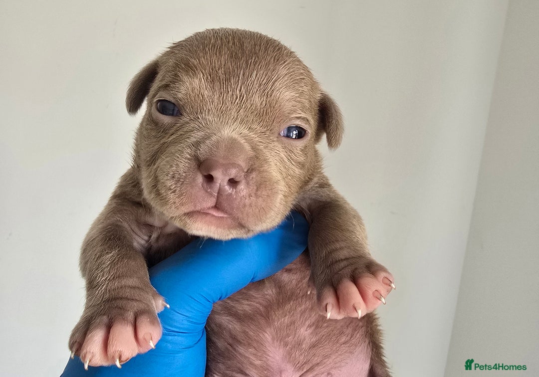 American Bully dogs for sale: Quality pocket/micro bully pups  - Image 11