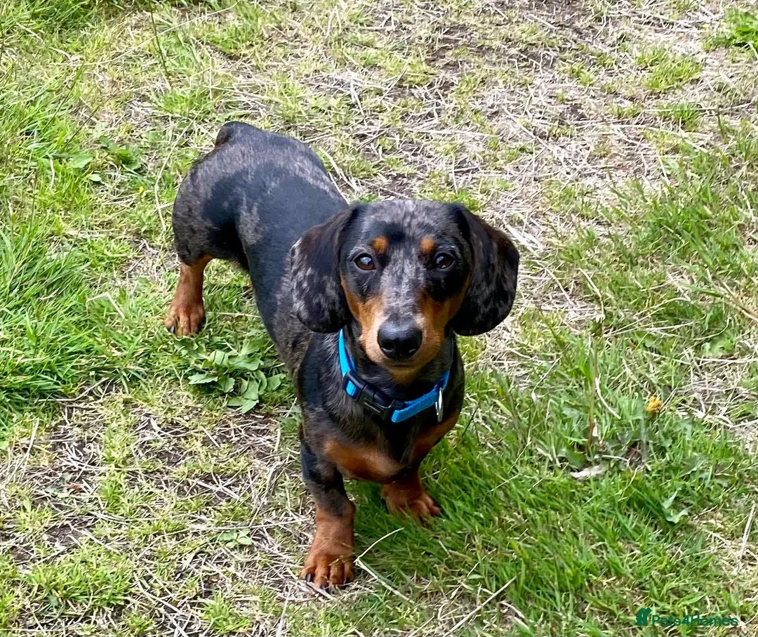Dachshund dogs for stud: Mini Smooth KCReg Silver Dapple Health Tested Stud in Irvine - Advert 7