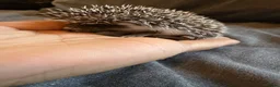 Pygmy Hedgehog rodents for sale: Baby Pygmy Hedgehogs for Sale - Advert 6