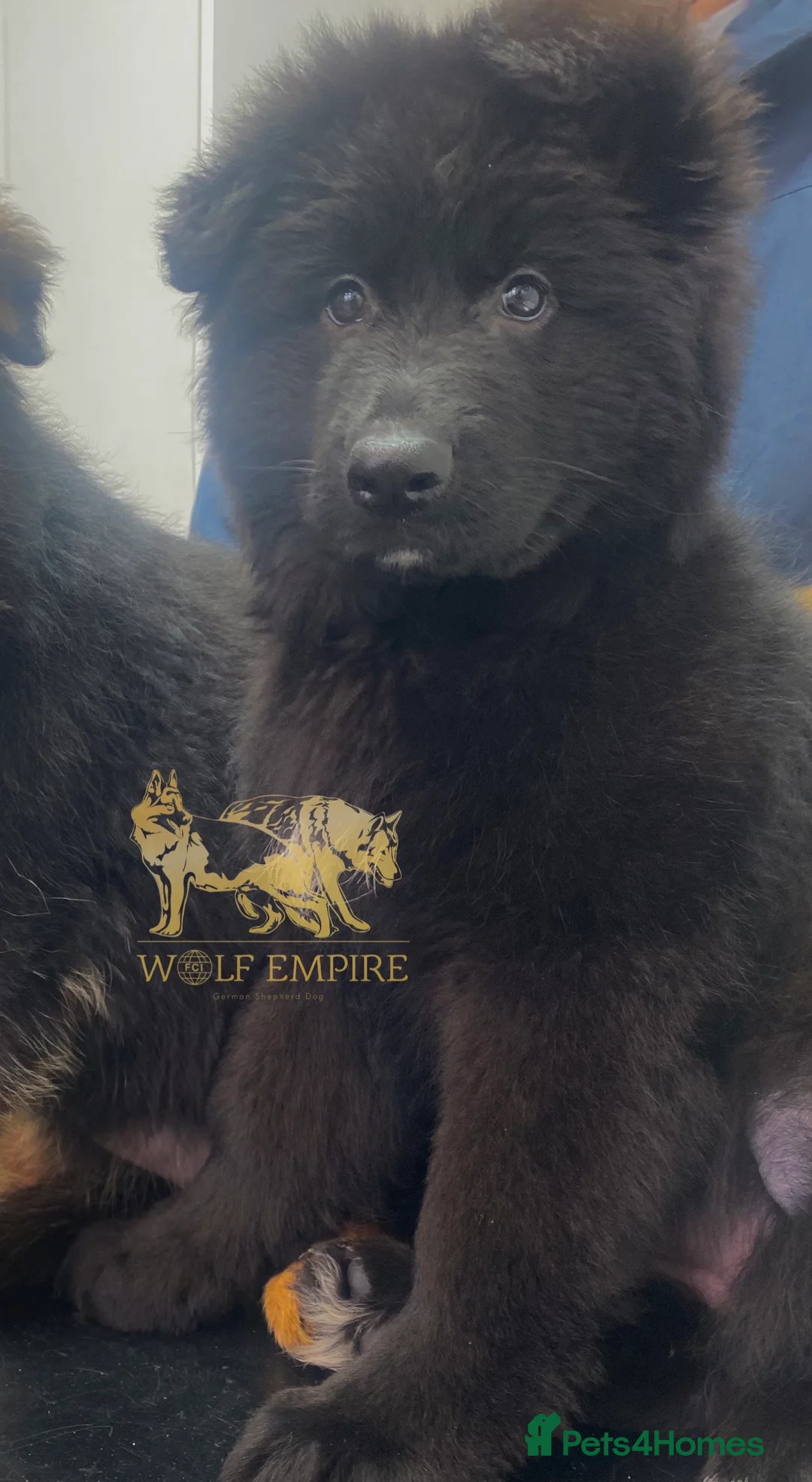 German Shepherd dogs for sale: ⭐️BEAUTIFUL solid black Girl available ⭐️ - Advert 2