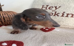 Miniature Dachshund dogs for sale: Miniature dachshund puppies  - Image 9