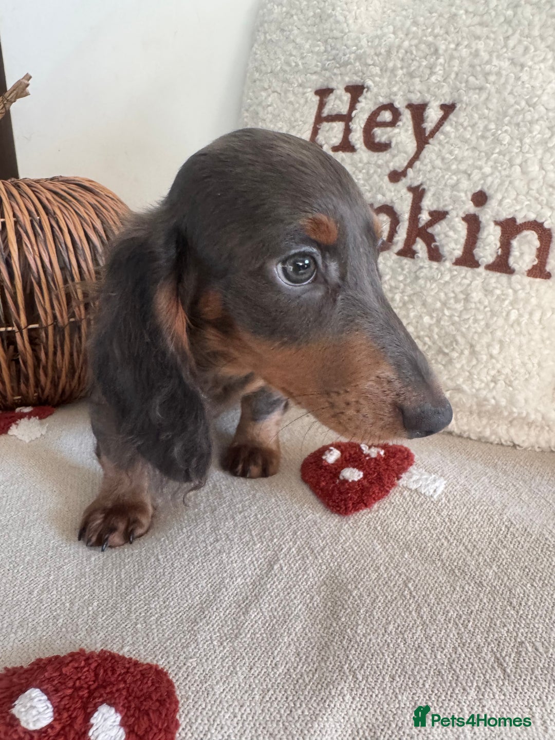 Miniature Dachshund dogs for sale: Miniature dachshund puppies  - Image 9