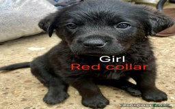 Mixed Breed dogs for sale: YOUR NEW BEST FRIEND IS WAITING!  - Image 6
