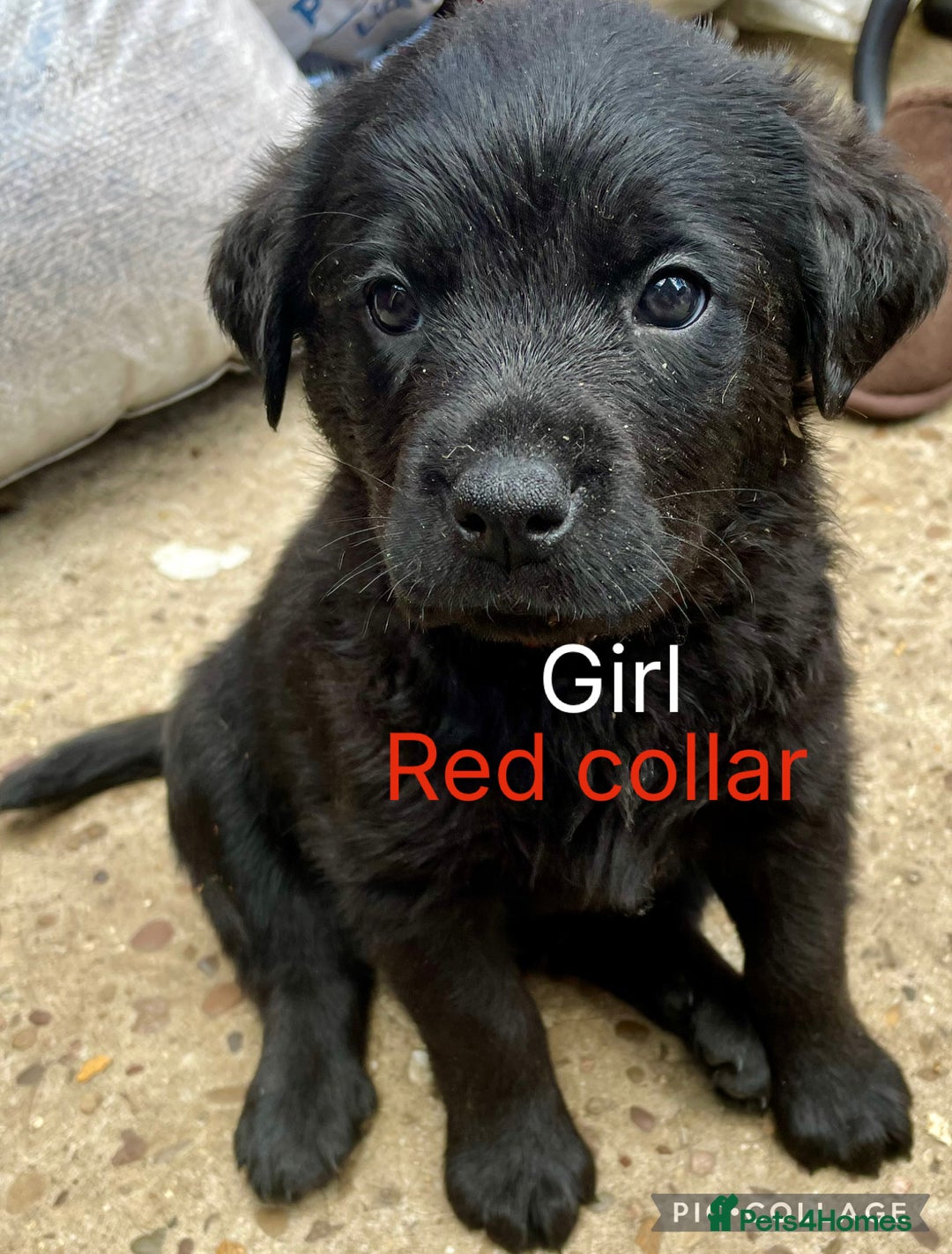 Mixed Breed dogs for sale: YOUR NEW BEST FRIEND IS WAITING!  - Image 6