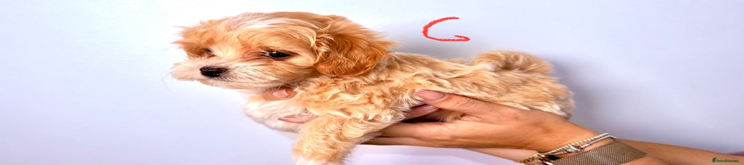 Maltipoo Puppy G