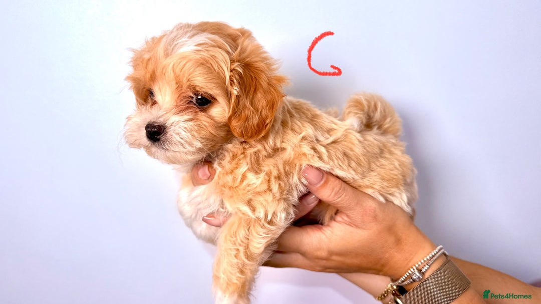 Maltipoo dogs for sale: ADORABLE TOY SIZE KOREAN SIRE F1 MALTIPOO PUPS  - Image 9