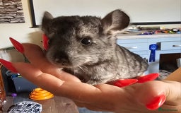 Chinchilla rodents for sale: Female Chinchilla Kit - Image 3
