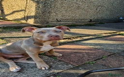 Mixed Breed dogs for sale: Mixed breed - Image 4