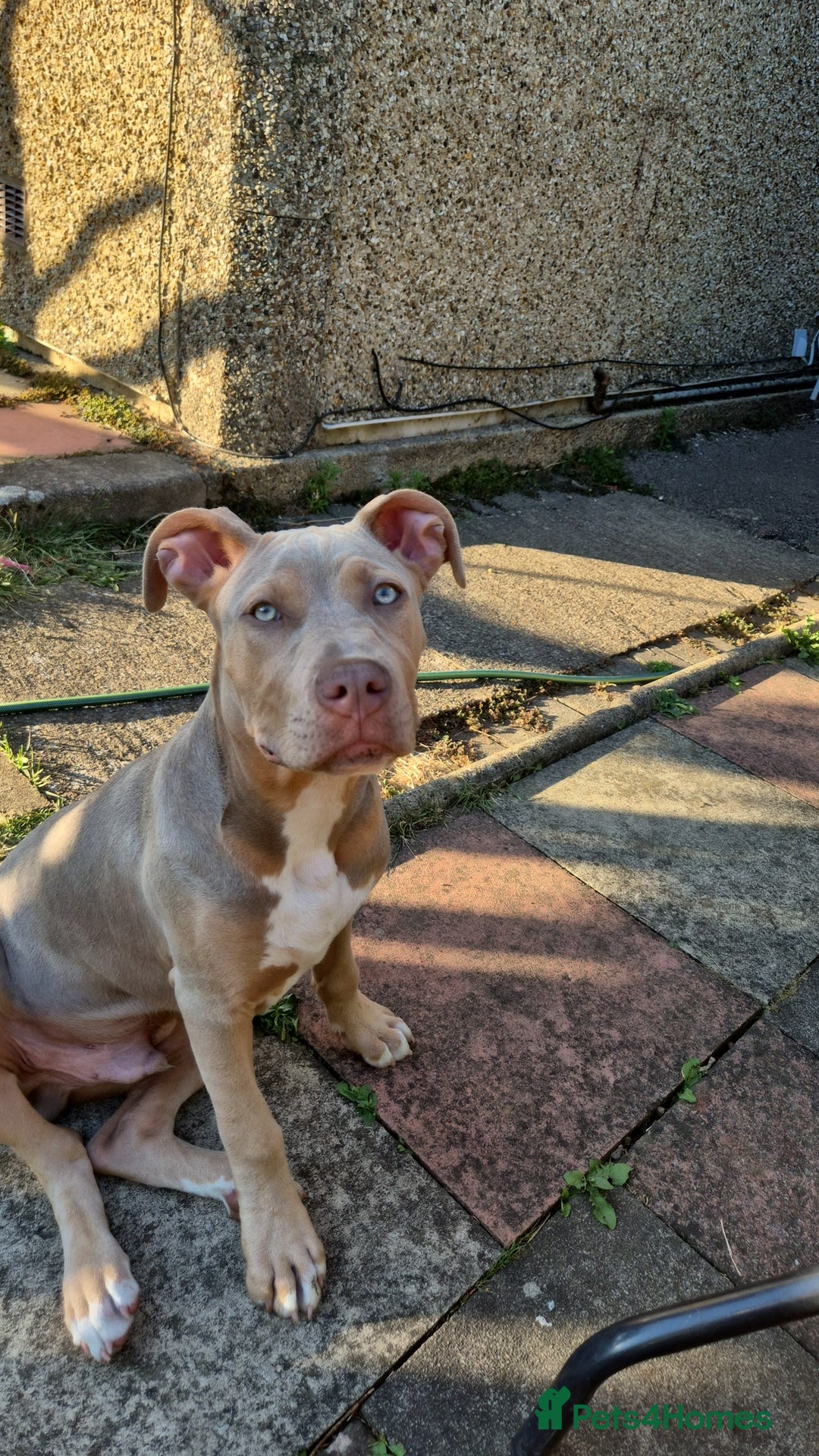 Mixed Breed dogs for sale: Mixed breed - Image 4