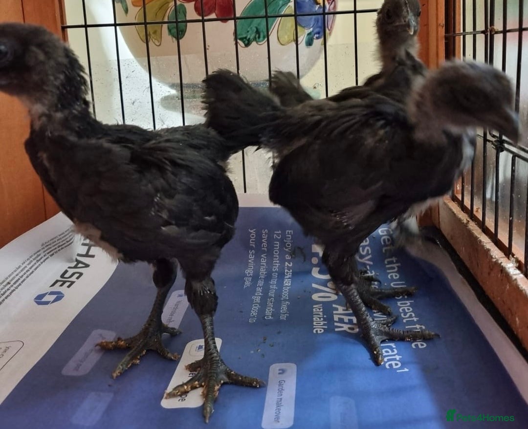 Chickens poultry for sale: Rare Ayam Cimani Chicks - Advert 1