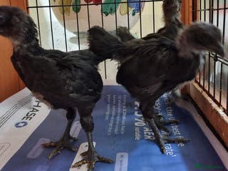Chickens poultry Rare Ayam Cimani Chicks - Advert 2