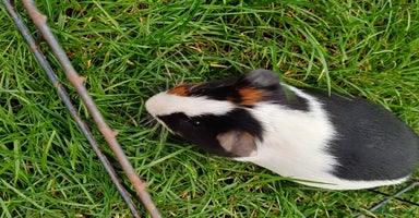 Guinea Pig rodents - Advert 5
