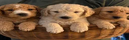 Labradoodle dogs for sale: Beautiful F1B Labradoodle Puppies  - Advert 3