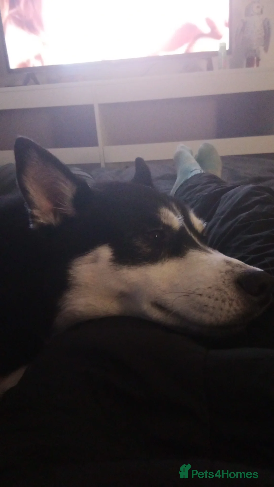 Siberian Husky dogs for sale: Female Siberian husky  - Advert 2