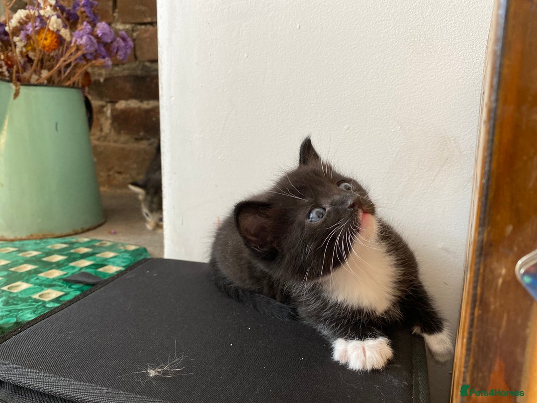 Mixed Breed cats for sale: Four beautiful little kittens - Image 9