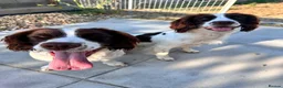 English Springer Spaniel dogs for sale: Two fabulous springer spaniels girls - Advert 3