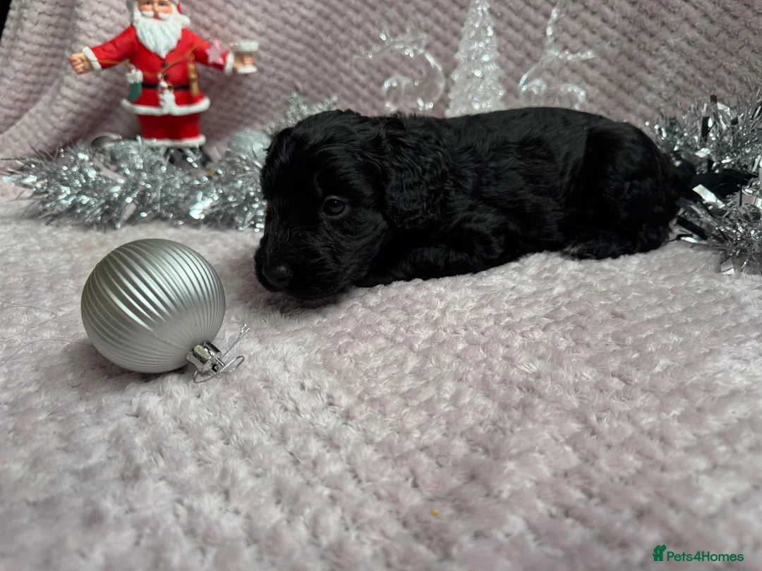 Labradoodle dogs for sale: Remaining boy Adorable Miniature Labradoodles left - Advert 19
