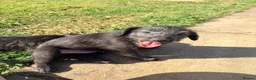 Mixed Breed dogs for sale: Bedlington whippets in Bishop Auckland - Advert 28