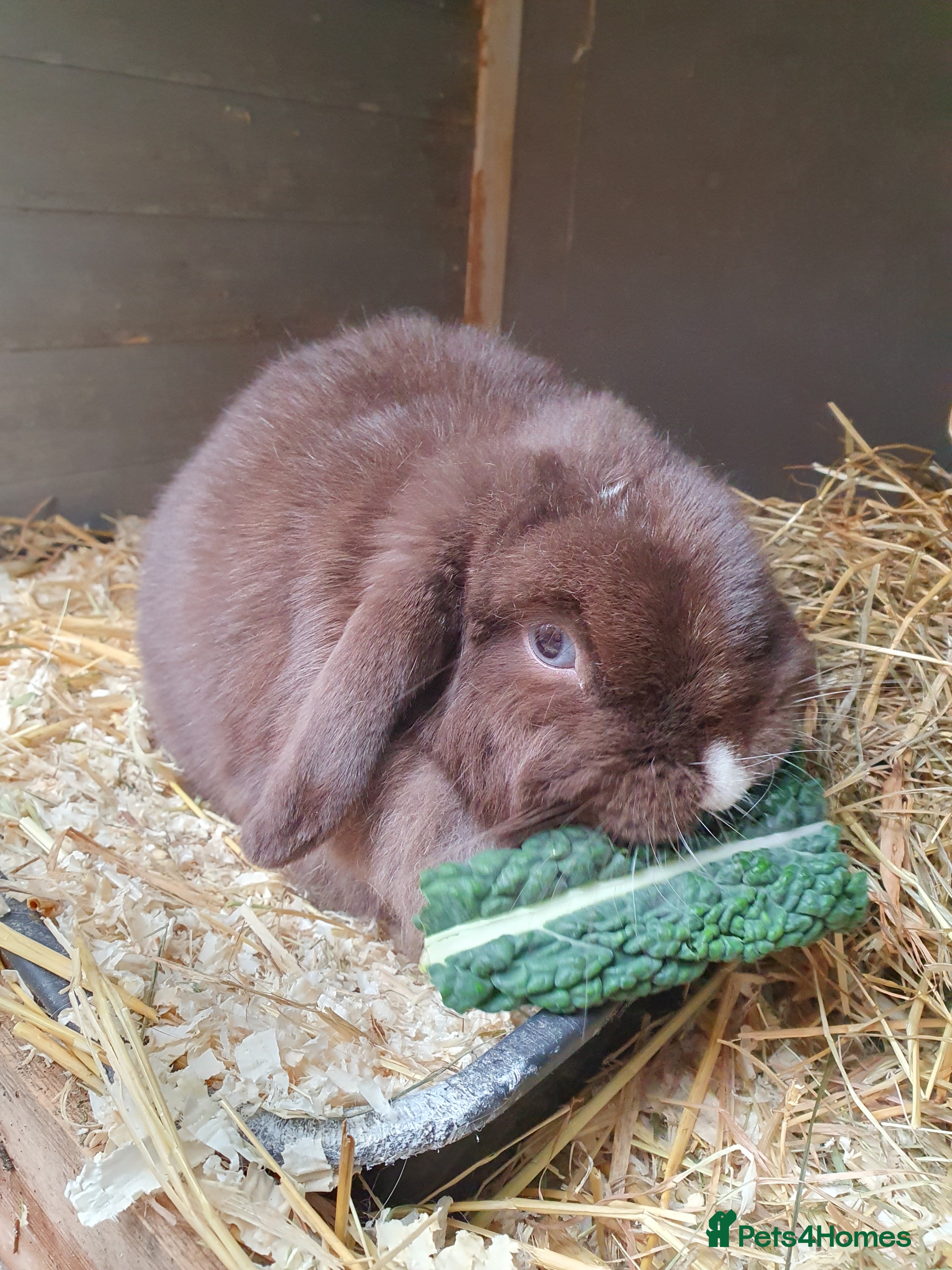 Mini Lop rabbits Spayed/neutered rabbits for adoption VAC rhd2 - Advert 15