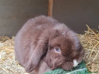 Mini Lop rabbits Spayed/neutered rabbits for adoption VAC rhd2 - Advert 9