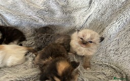 Ragdoll cats for sale: Ragdoll X Persian kittens - Image 4