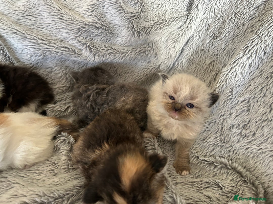 Ragdoll cats for sale: Ragdoll X Persian kittens - Image 4