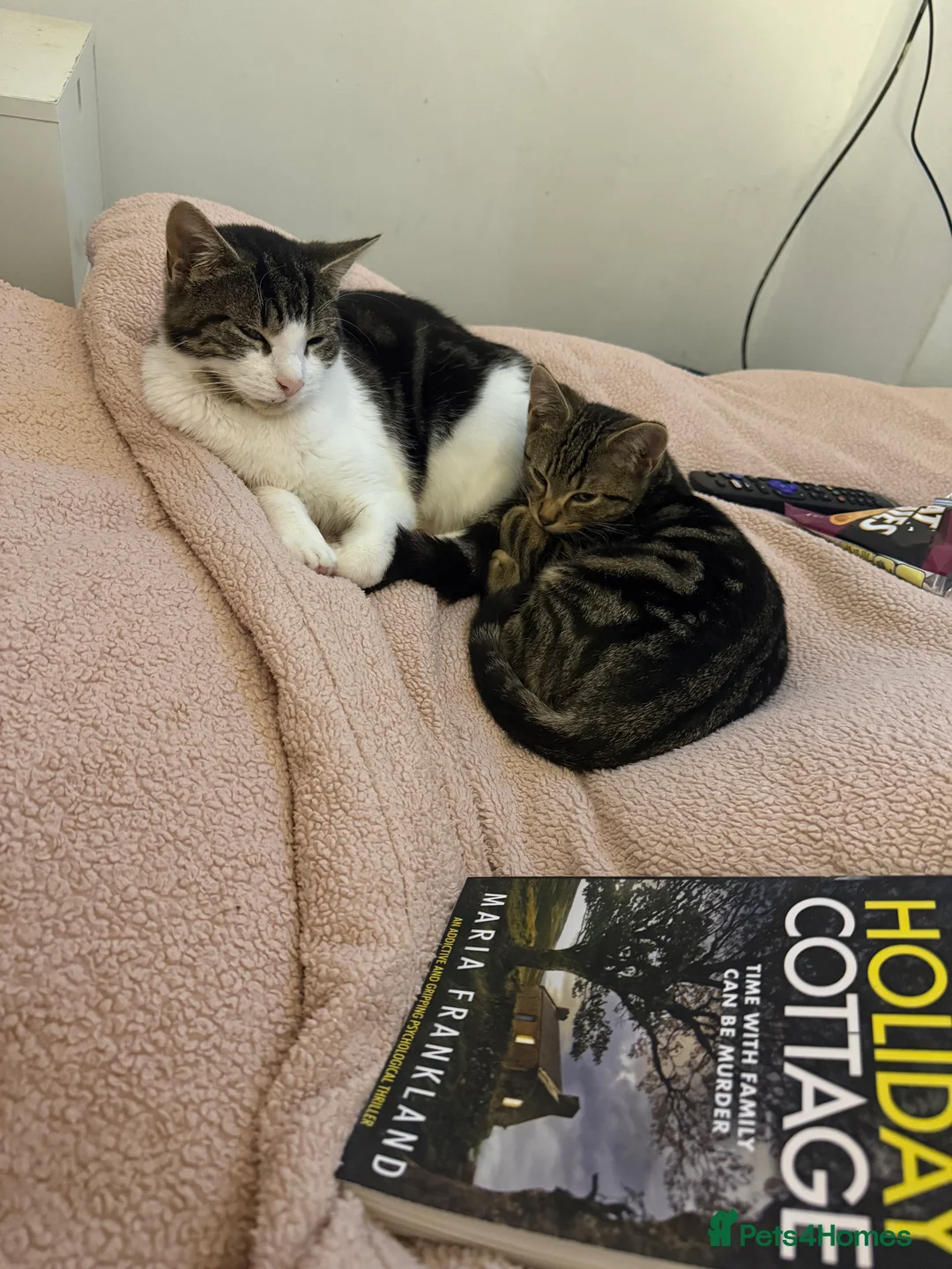 Mixed Breed cats for sale: Brother and sister please read description - Advert 3