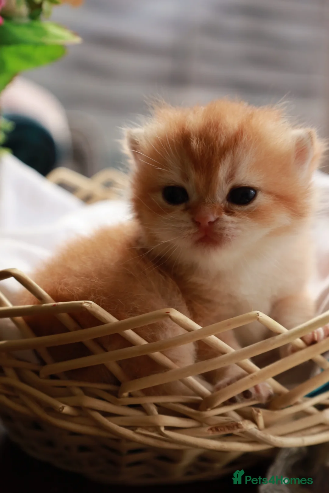 British Longhair cats for sale: chocolate gold n12.girl.TICA reg - Advert 8