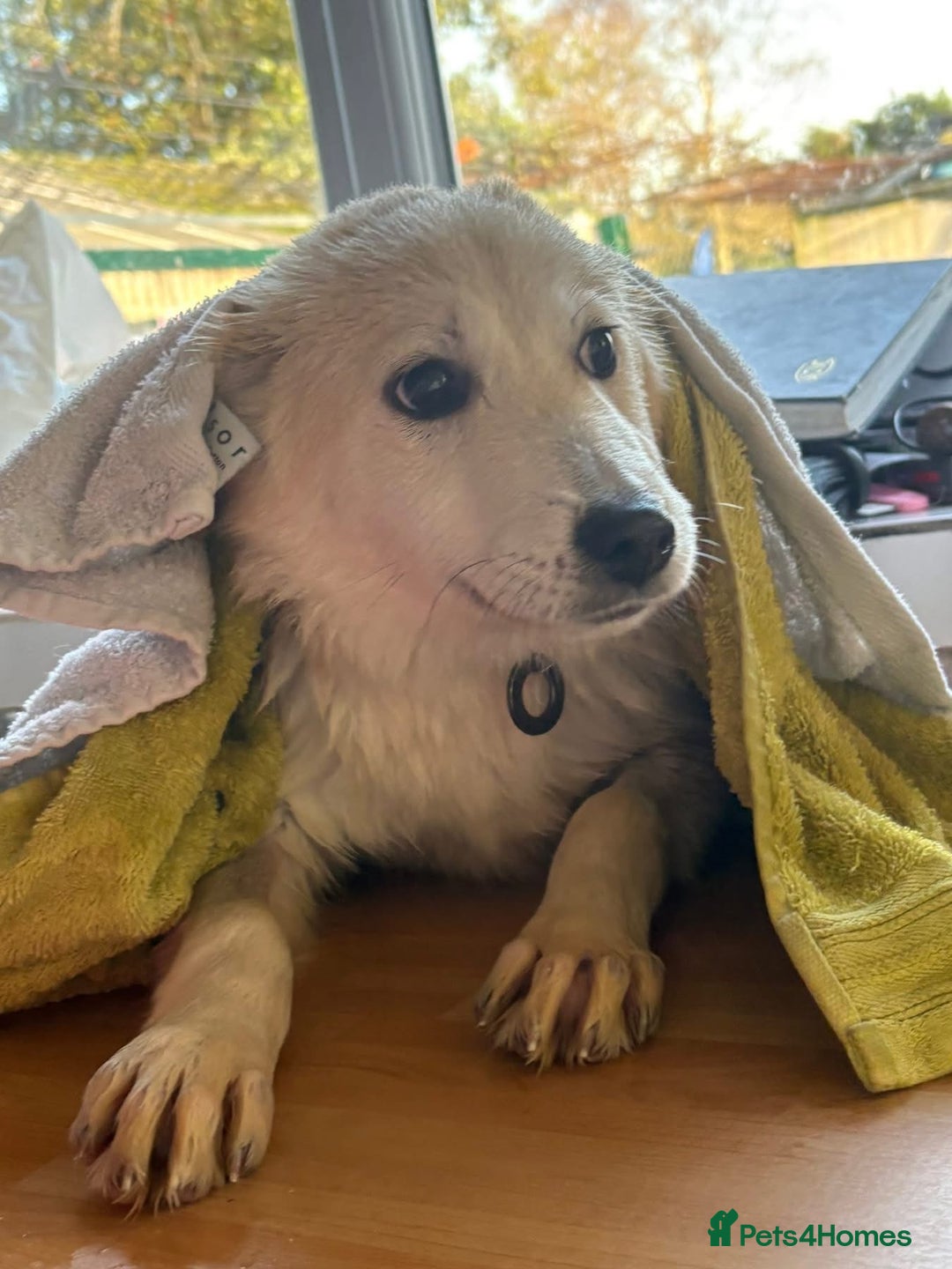 Mixed Breed dogs for adoption: Wren - Costessey Norwich  - Advert 18