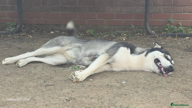 Siberian Husky dogs - Advert 1