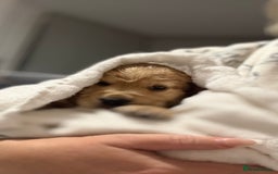 Cocker Spaniel dogs for sale: Show Cocker Spaniel- Only Boy In The Litter - Image 3