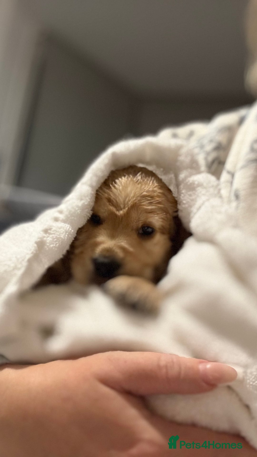 Cocker Spaniel dogs for sale: Show Cocker Spaniel- Only Boy In The Litter - Image 3