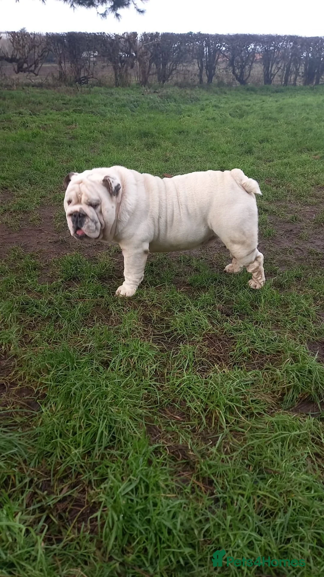 English Bulldog dogs for sale: STUNNING PUPS FROM HEALTH TESTED PARENTS - Advert 2