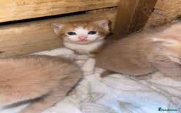 RagaMuffin cats for sale: Kitten’s for sale  - Image 16