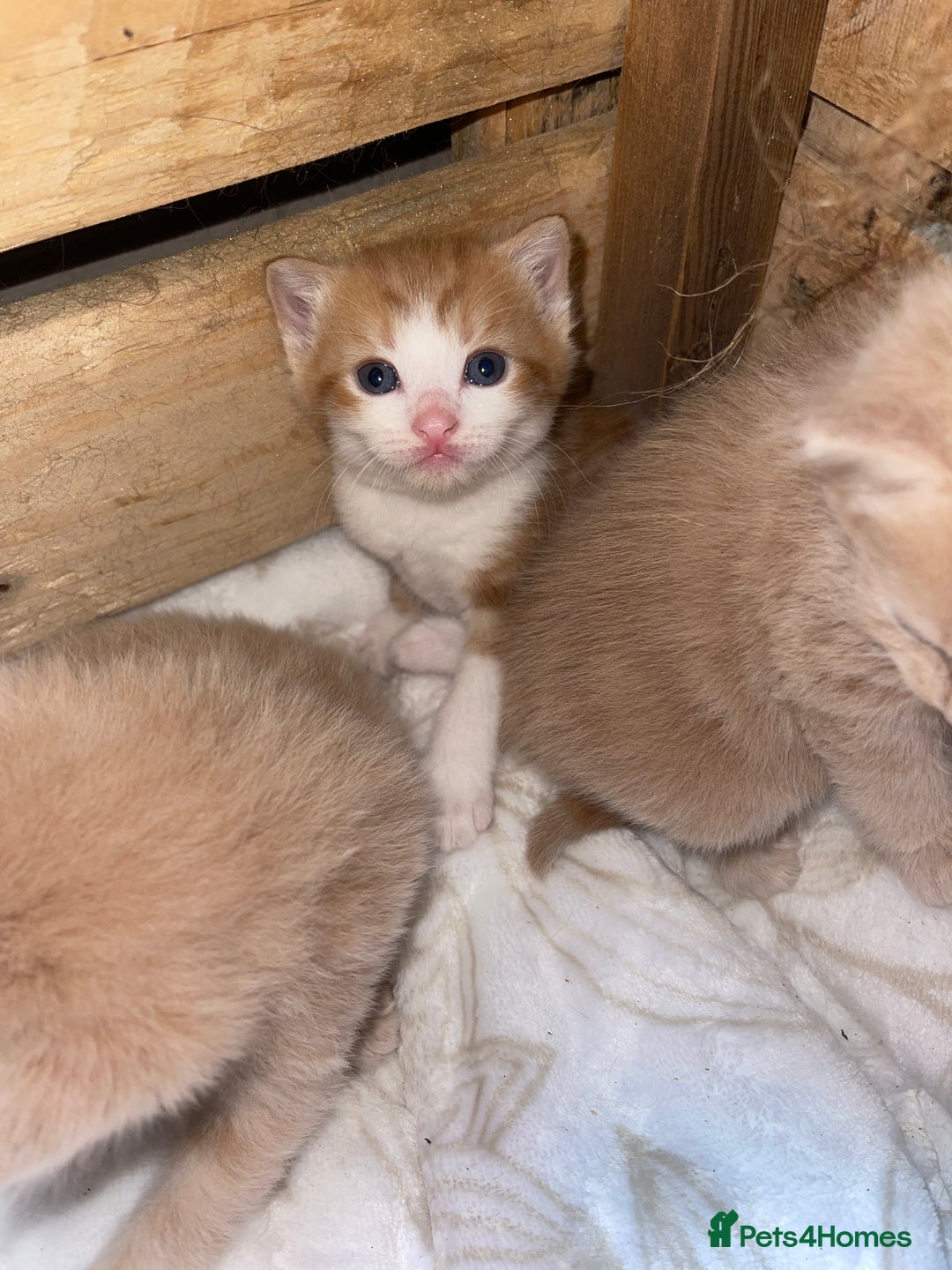 RagaMuffin cats for sale: Kitten’s for sale  - Image 16