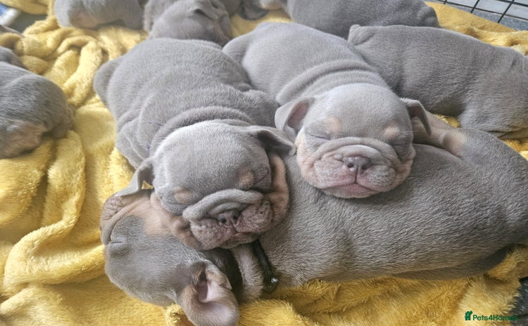 English Bulldog dogs - Advert 1