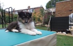 Rough Collie dogs for sale: Stunning Rough Collie boys, DNA clear non carriers - Image 17