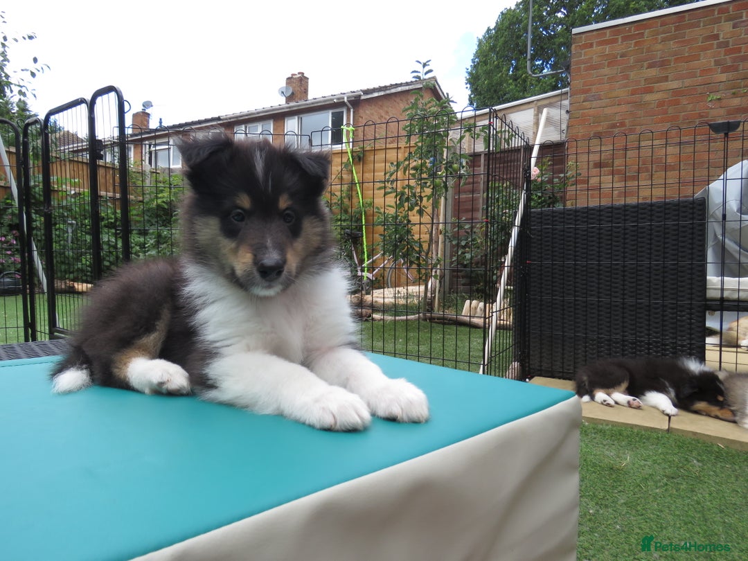 Rough Collie dogs for sale: Stunning Rough Collie boys, DNA clear non carriers - Image 17