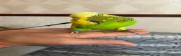 Budgerigars birds for sale: Harness trained English budgie - Advert 6