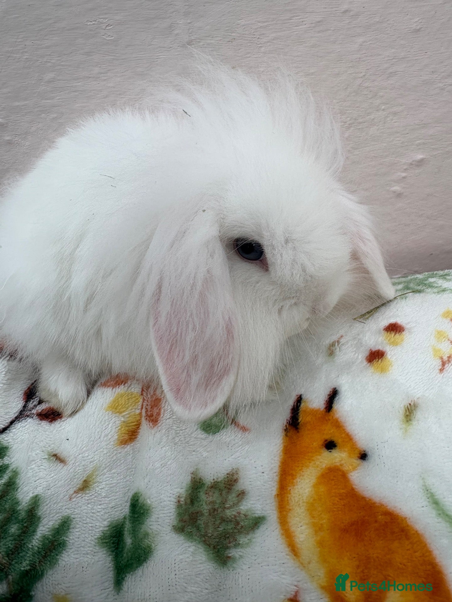 Mini Lop rabbits Mini lops-vaccinated-raised indoors  - Advert 2