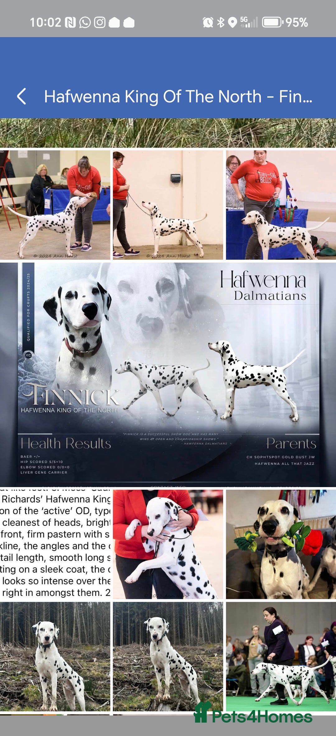 Dalmatian dogs for sale: Ready now - Champion Boys in the making!! - Advert 4