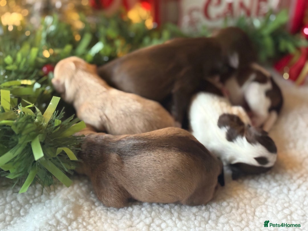 Miniature Schnauzer dogs for sale: KC BVA H/T Wheaten, Chocolate Parti Mini Schnauzer in Castleford - Advert 2