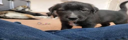 Mixed Breed dogs for sale: Husky Cross Puppies - Advert 18