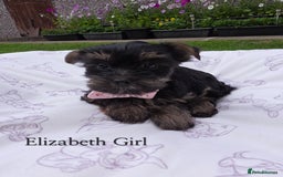 Yorkshire Terrier dogs for sale: Yorkshire Terrier Puppies Ready Now - Image 1