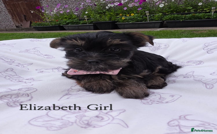 Yorkshire Terrier dogs - Advert 3