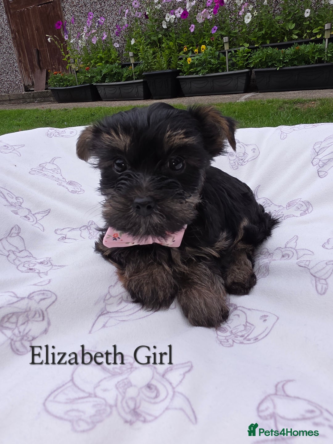 Yorkshire Terrier dogs for sale: Yorkshire Terrier Puppies Ready Now - Image 1