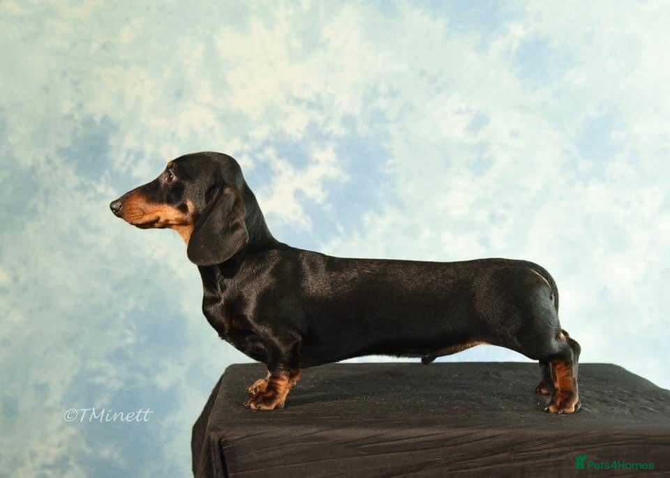 Miniature Dachshund dogs Donnadoon Dark moonbeam for Debbiejay  - Advert 3