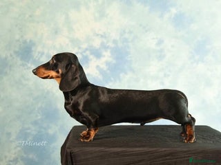Miniature Dachshund dogs - Advert 4